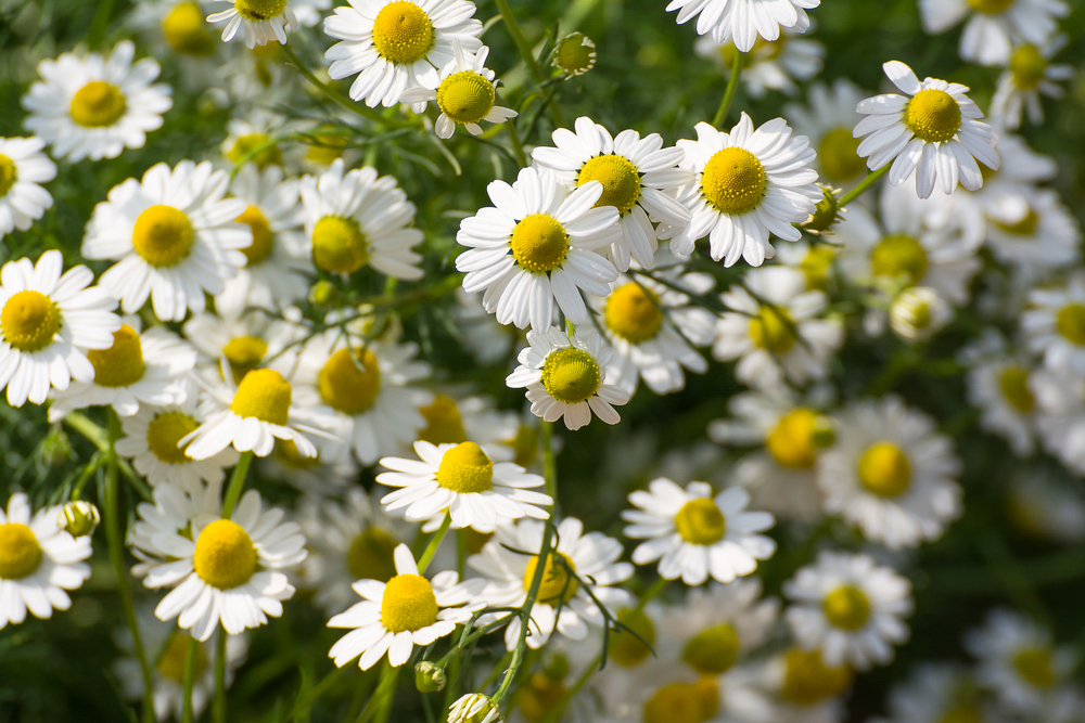 chamomile